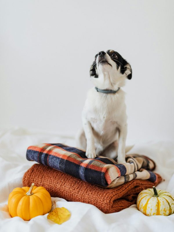 Pet_Products Pet_Products